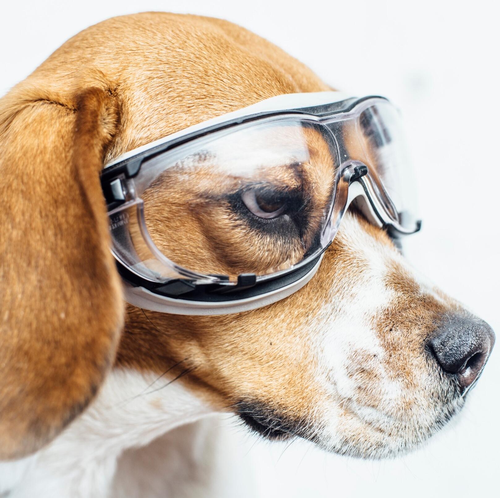 dog with goggles
